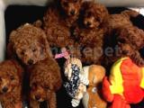 RED TOY POODLE YAVRULARIMIZ