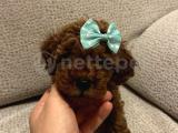 SEVİMLİ RED BROWN TOY POODLE BEBEKLERİMİZ