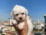 Maltese terrier güzelliği