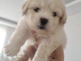 MALTIPOO ERKEK YAVRUM YENI AİLESİNE GİTMEYE HAZIRDIR