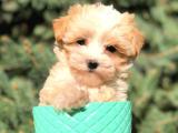 X small erkek maltipoo yavrumuz teslime hazır 