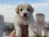 Tatlı Maltipoo Yavrumuz Geldi