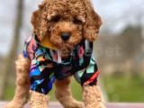 Orjinal toy Poodle yavrular