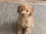 Orjinal Toy Poodle 