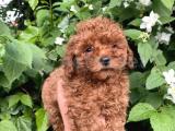 KİLO BOY GARANTİLİ TOY POODLE