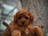 3.5 aylık yakışıklı Red Toy Poodle yavrumuz