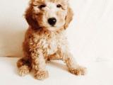 Toy poodle Yavrularımız gelmiştir