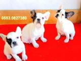  BLUE QUAD FRENCH BULLDOG YAVRULAR İZMİR 05530827380