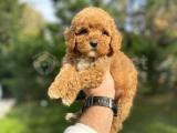 AŞILI RED POODLE BEBEĞİMİZ