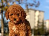 Bebek Surat Toy Poodle Yavrularimiz