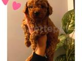 A KALİTE TOY POODLE YAVRULAR