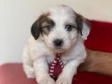 MALTİPOO YAVRULARI