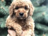 Red Toy Poodle