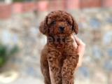 Yüzde Yüz Gerçek Red Brown Toy Poodle Yavru Yüzde Yüz Toy Boy