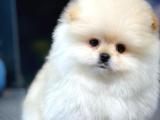 Biraz Muzur Pomeranian Boo yavrumuz 