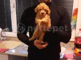 Orjinal safkan toypoodle 