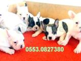 FRENCH BULLDOG YAVRULAR İZMİR iletişim ..0553.0827380