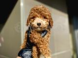 Aşılı ve Karneli Dişi Toy Poodle Yavrumuz