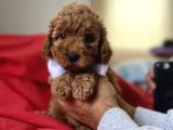 RED TOY POODLE ANNE ALTINDAN 