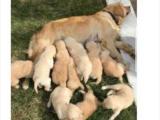 Ev doğumu Baby Face golden retriever yavrularımız