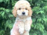 SHOW KALİTE TOY POODLE BEBEKLERİM