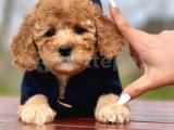 Baby face toy poodle yavrularımız 