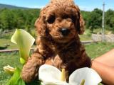 DİŞİ ERKEK TOY POODLE ANNE ALTINDAN 