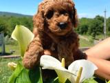 Toy Poodle 