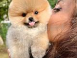 Sevimli Sempatik Pomeranian Boo Oğlumuz HUGO 
