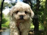 Küçük kıvırcık maltipoo bebeğim