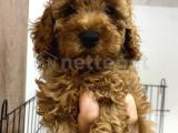 ÜST KALİTE TOY POODLE BEBEKLER 