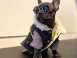 Orjinal french bulldog yavrumuz teslime hazır