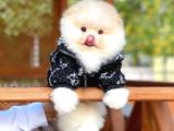 Irk ve Sağlık garantili Enerjik oyuncu Pomeranian Boo 