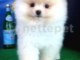 Parlayan Güzellikte Pomeranian Boo 