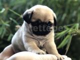 IRKININ EN İYİSİ PUG MOPS YAVRULARIMIZ 