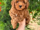 TOY POODLE YAVRULAR