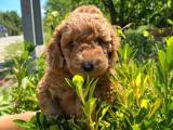 ANNE ALTINDAN RED TOY POODLE 