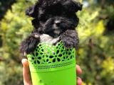 Özel ve nadir renkteki black maltipoo yavrumuz