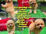 Orjinal yüz yapılı Safkan apricot Toy poodle oğlumuz @yavrupatiler 