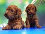 RESMİ ÜRETİCİDEN RED TOY POODLE YAVRULAR