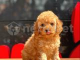 MİNİ BOY APRİCOT TOY POODLE YAVRULAR