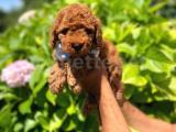 Anne altından Red Brown Toy Poodle