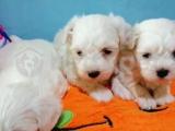 Irk ve Sağlık Garantili Maltese Terrier Yavrular