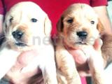 Babyface Golden Retriever Yavrular