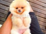 Ruhsatlı ırk garantili teddy bear boo Pomeranian yavrumuz 