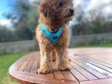 3.5 Aylık Erkek Toy Poodle Yavrumuz