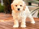 APRİCOT TOY POODLE YAVRULAR