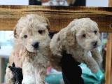 POODLE KAN AĞIRLIKLI MALTİPOO YAVRULARIM 