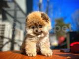 Oyuncu sevimli Pomeranian Boo yavrumuz 