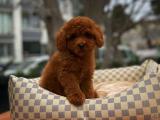 Red Toy Poodle Oğlumuz Carlos